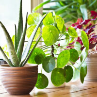 5 Best Air-Purifying Indoor Plants