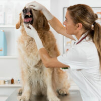 Helpful Home Remedies to Relieve Pain in Dogs