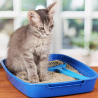 5 different types of cat litter for your feline partner