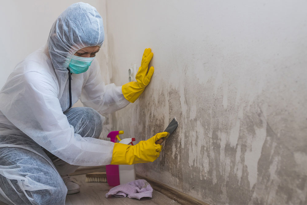 5 facts to know about mold before hiring a mold removal expert