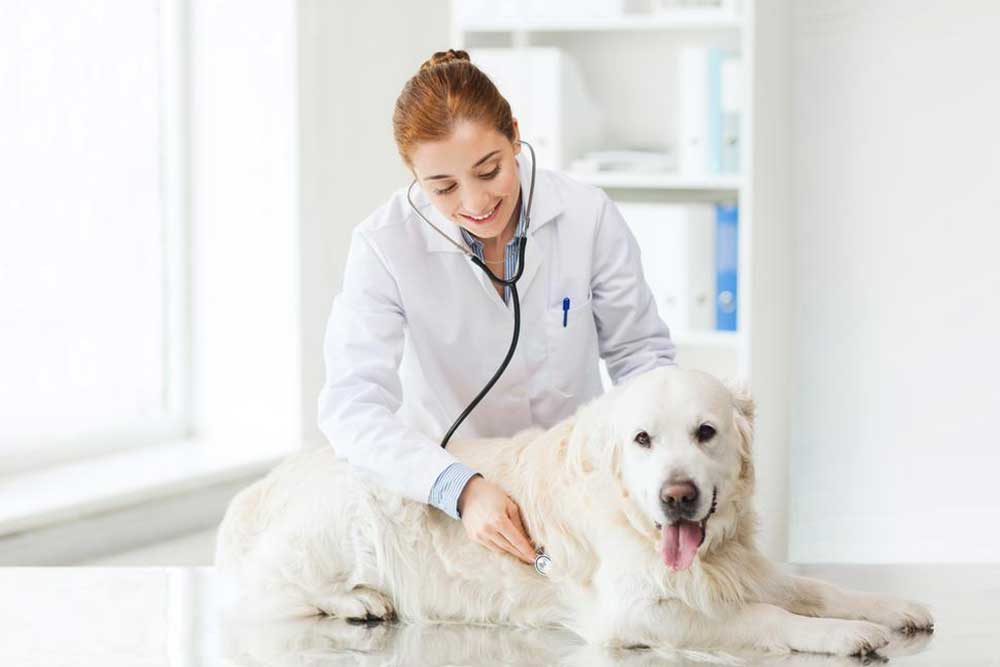 5 reasons you need to have pet insurance