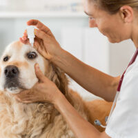 Common allergies in pets and ways to treat them