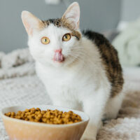 Benefits of wet and dry cat foods