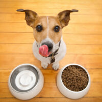 Best Dog Foods for Sensitive Skin