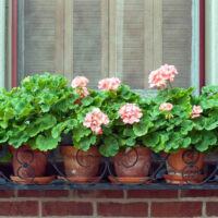 Different types and uses of large outdoor planters