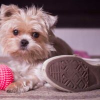 Five Things You Need to Know About Morkies