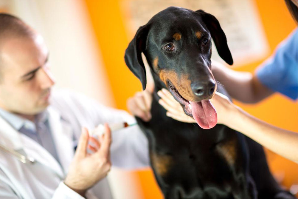 Signs of poisoning in canines