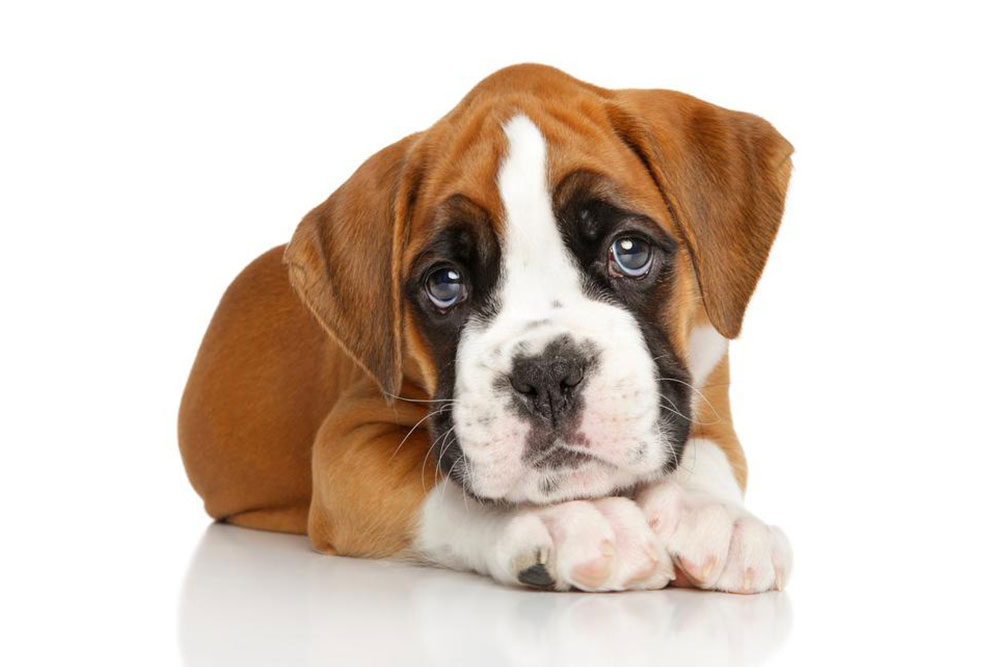 Popular boxer puppies breeders in the country