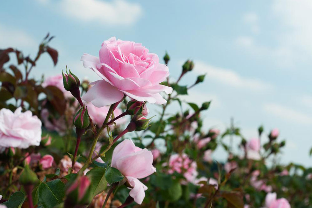 Right way to prune your rose bushes