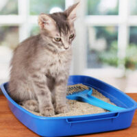 Top 10 best self-cleaning litter boxes for your cat