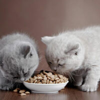 Top four cat food brands and their reviews