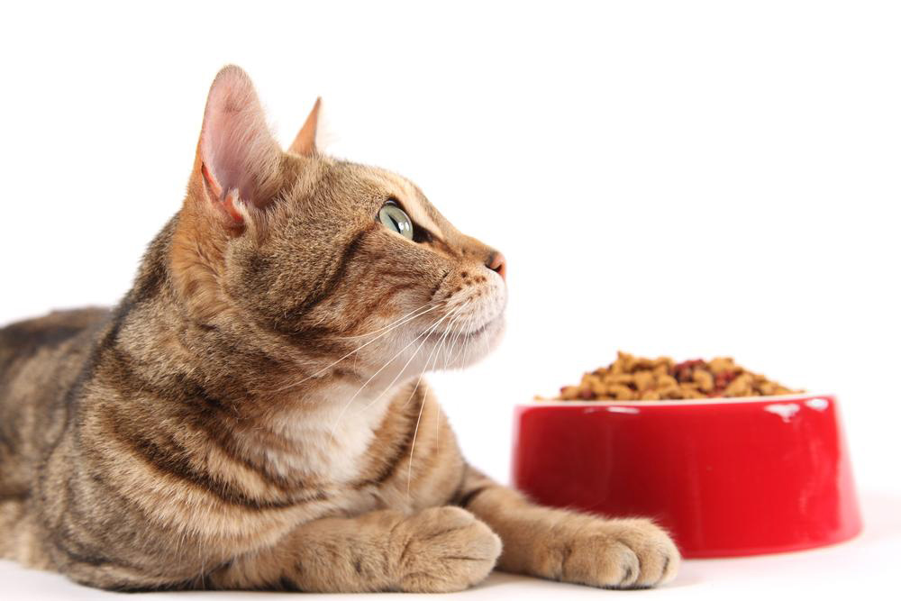 Tips to feed your cat nutritious food using coupons