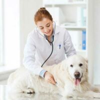 Two of the Best Pet Insurance Companies of 2018