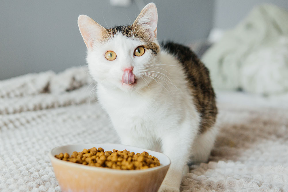 3 healthy cat treat brands to consider