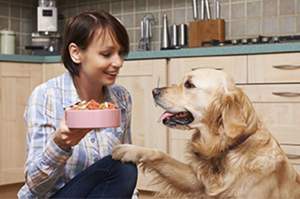 4 things to remember while shopping for dog food