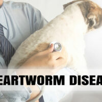 5 medicines that help prevent heartworm in dogs