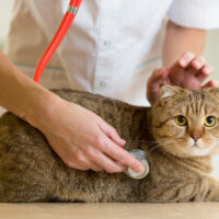 6 Common Health Problems in Cats