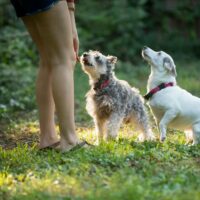 All You Need To Know While Buying Chew Treats For Your Dog