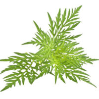 How Ragweed Symptoms Affect Your Body