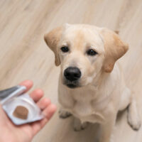 Top 3 pills to get rid of dog fleas