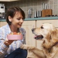 The benefits of wet dog food and how to choose the right one