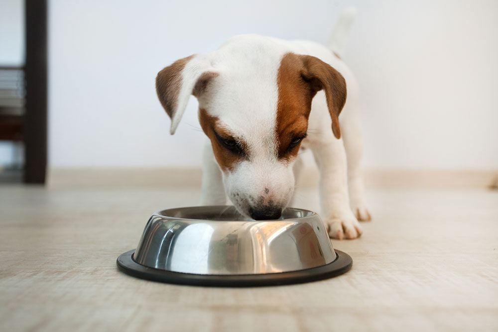 Things every dog owner should know about dog food allergies