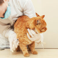 Things That Can Keep Your Cat Away from Fleas