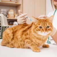 6 Factors to Consider While Choosing Cat Vets