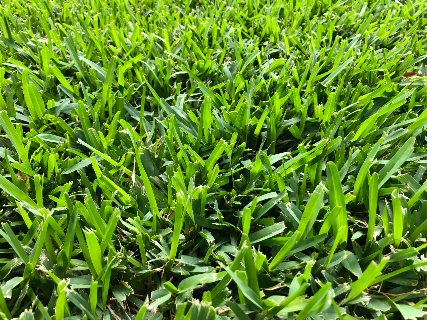 Effective St. Augustine Grass Lawn Care Tips